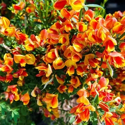 Ракитник АНДРЕАНУС в Волгограде