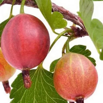 Крыжовник ЯРКИЙ в Волгограде