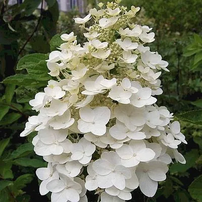 Гортензия КИУШУ метельчатая  Гортензия КИУШУ метельчатая в Волгограде