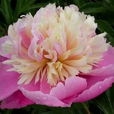 Пион ВЕСЕННЯЯ ПАЛИТРА травянистый  Пион ВЕСЕННЯЯ ПАЛИТРА травянистый в Волгограде