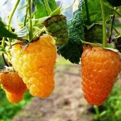 Малина ОРАНЖЕВОЕ ЧУДО  Малина ОРАНЖЕВОЕ ЧУДО в Волгограде