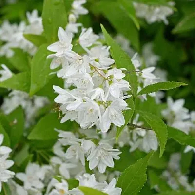 Дейция шершавая  Дейция шершавая в Волгограде