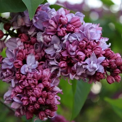 Сирень П.П.КОНЧАЛОВСКИЙ  Сирень П.П.КОНЧАЛОВСКИЙ в Волгограде