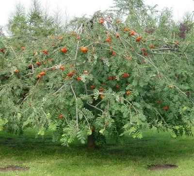 Рябина ПЛАКУЧАЯ сладкоплодная — описание сорта Рябина ПЛАКУЧАЯ сладкоплодная в Волгограде