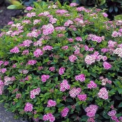 Спирея ЛИТЛ ПРИНЦЕСС японская  Спирея ЛИТЛ ПРИНЦЕСС японская в Волгограде