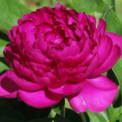 Пион БАРХАТ НОЧИ травянистый  Пион БАРХАТ НОЧИ травянистый в Волгограде