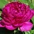 Пион БАРХАТ НОЧИ травянистый в Волгограде