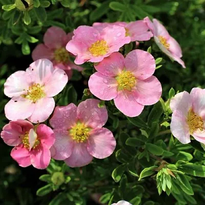 Лапчатка ЛАВЛИ ПИНК кустарниковая  Лапчатка ЛАВЛИ ПИНК кустарниковая в Волгограде