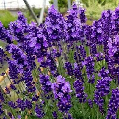 Лаванда ХИДКОТ БЛЮ узколистная  Лаванда ХИДКОТ БЛЮ узколистная в Волгограде