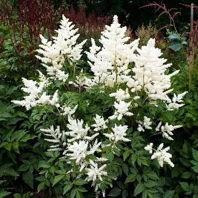 Астильба ДОЙЧЛАНД японская в Волгограде