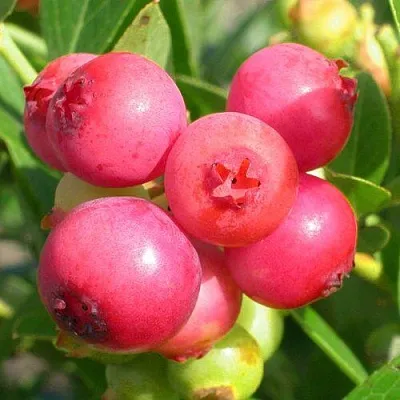 Голубика ПИНК ЛИМОНАД в Волгограде