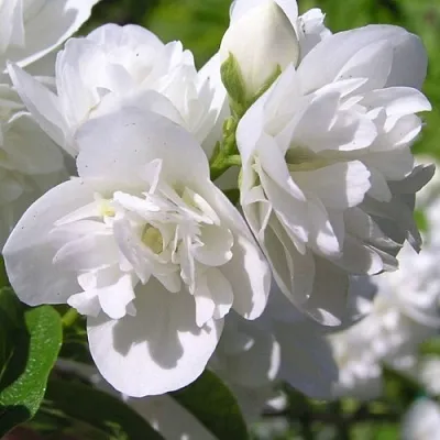 Жасмин ЖИРАНДОЛЬ в Волгограде