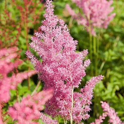 Астильба РЕЙНЛЕНД японская в Волгограде