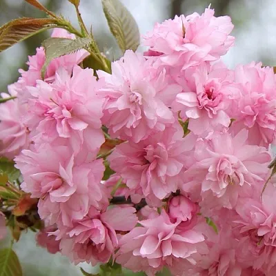 Сакура РОЗЕА ПЛЕНА  Сакура РОЗЕА ПЛЕНА в Волгограде