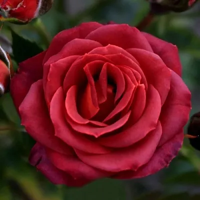 Саженцы роз ЧОКОЧИНО спрей  Саженцы роз ЧОКОЧИНО спрей в Волгограде