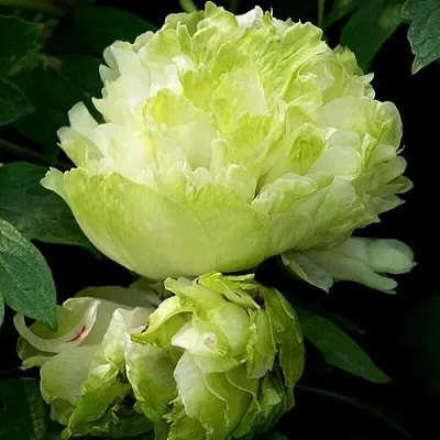 Пион ЗЕЛЕНЫЙ ШАР древовидный в Волгограде