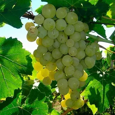 Виноград КИШМИШ МУСКАТНЫЙ  Виноград КИШМИШ МУСКАТНЫЙ в Волгограде