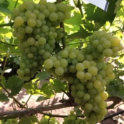 Виноград КИШМИШ 311  Виноград КИШМИШ 311 в Волгограде