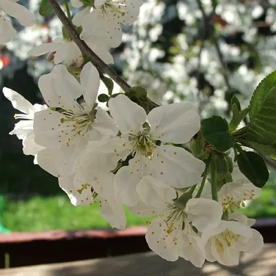 Вишня УМБРАКУЛИФЕРА  Вишня УМБРАКУЛИФЕРА в Волгограде