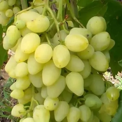 Виноград ЗАРНИЦА  Виноград ЗАРНИЦА в Волгограде