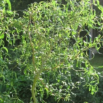 Ива МАТСУДАНА  Ива МАТСУДАНА в Волгограде