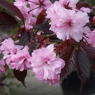 Сакура РОЯЛ БУРГУНДИ  Сакура РОЯЛ БУРГУНДИ в Волгограде