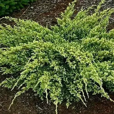 Можжевельник ДРИМ ДЖОЙ чешуйчатый  Можжевельник ДРИМ ДЖОЙ чешуйчатый в Волгограде