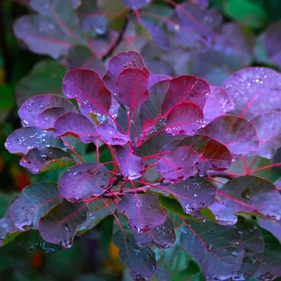 Скумпия ГРЕЙС  Скумпия ГРЕЙС в Волгограде