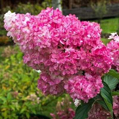 Гортензия МЕГА МИНДИ метельчатая  Гортензия МЕГА МИНДИ метельчатая в Волгограде