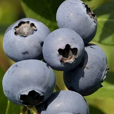 Голубика ЧАНДЛЕР в Волгограде