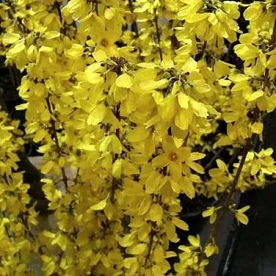 Форзиция ГОЛДРАУШ в Волгограде