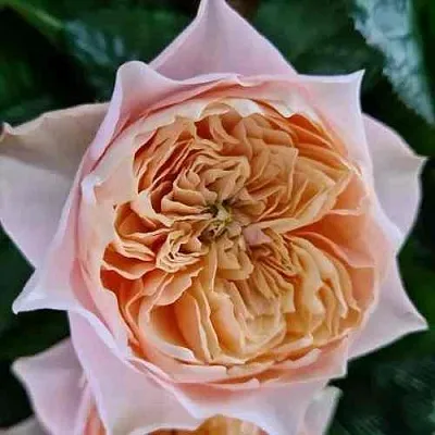 Саженцы роз ВУВУЗЕЛА РОМАНТИК чайно-гибридная  Саженцы роз ВУВУЗЕЛА РОМАНТИК чайно-гибридная в Волгограде