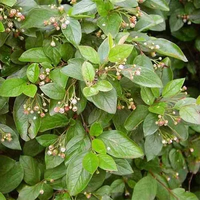 Кизильник блестящий в Волгограде