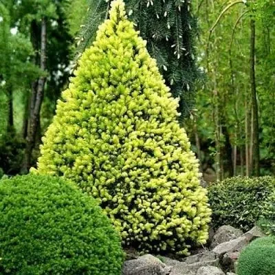 Ель РЕЙНБОУЗ ЭНД сизая  Ель РЕЙНБОУЗ ЭНД сизая в Волгограде