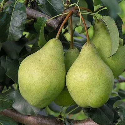 Груша ОРЛОВСКАЯ ЛЕТНЯЯ  Груша ОРЛОВСКАЯ ЛЕТНЯЯ в Волгограде