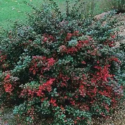 Барбарис РЕД ДЖЕВЕЛ средний   Барбарис РЕД ДЖЕВЕЛ средний  в Волгограде