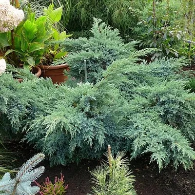 Можжевельник БЛЮ ШВЕД (СВИД) чешуйчатый  Можжевельник БЛЮ ШВЕД (СВИД) чешуйчатый в Волгограде