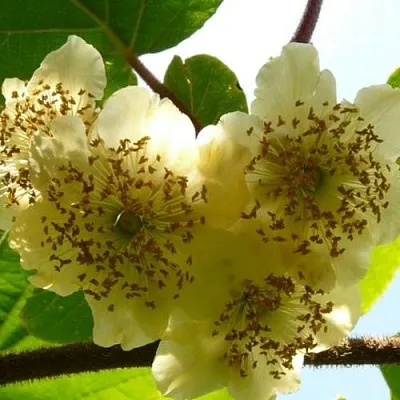 Актинидия АТЛАС (МУЖСКОЙ)  Актинидия АТЛАС (МУЖСКОЙ) в Волгограде