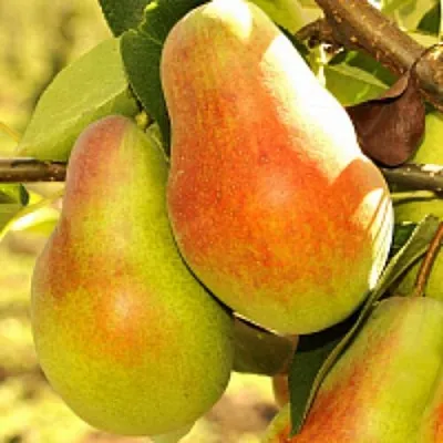 Груша РУССКАЯ КРАСАВИЦА (КРАСАВИЦА ЧЕРНЕНКО)  Груша РУССКАЯ КРАСАВИЦА (КРАСАВИЦА ЧЕРНЕНКО) в Волгограде