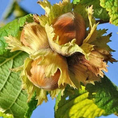 Фундук ТОНДА РОМАНА в Волгограде