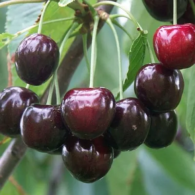 Черешня ЛЮБИМИЦА АСТАХОВА  Черешня ЛЮБИМИЦА АСТАХОВА в Волгограде