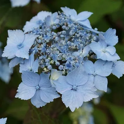 Гортензия БЛЮ ДЕКЛ пильчатая  Гортензия БЛЮ ДЕКЛ пильчатая в Волгограде