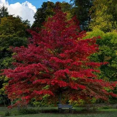 Дуб болотный  Дуб болотный в Волгограде