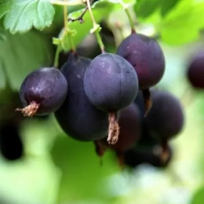 Крыжовник ЧЕРНОМОР — описание сорта Крыжовник ЧЕРНОМОР в Волгограде