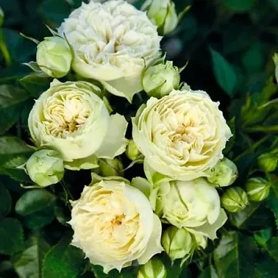 Саженцы роз БЛАНШЕТТ спрей  Саженцы роз БЛАНШЕТТ спрей в Волгограде