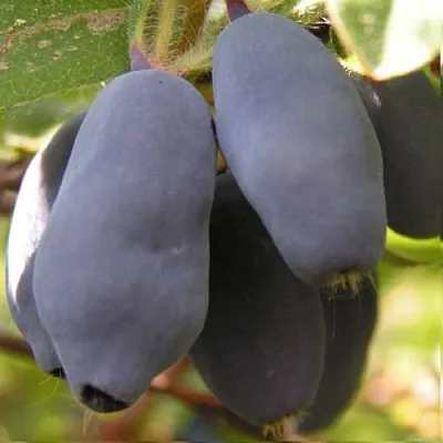 Жимолость съедобная КРУПНОПЛОДНАЯ в Волгограде