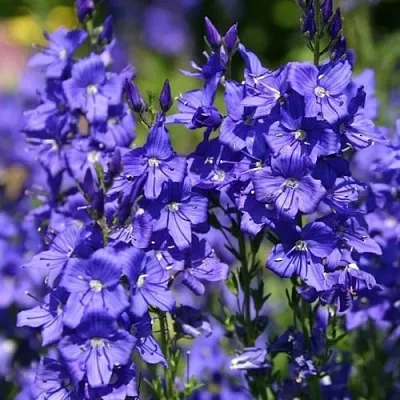 Вероника австрийская в Волгограде