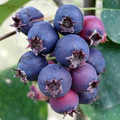 Ирга SLEYT в Волгограде