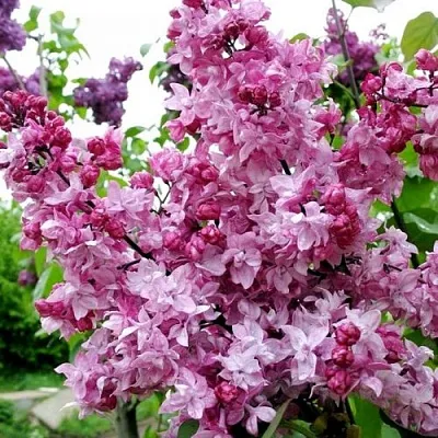 Сирень ОЛИМПИАДА КОЛЕСНИКОВА  Сирень ОЛИМПИАДА КОЛЕСНИКОВА в Волгограде