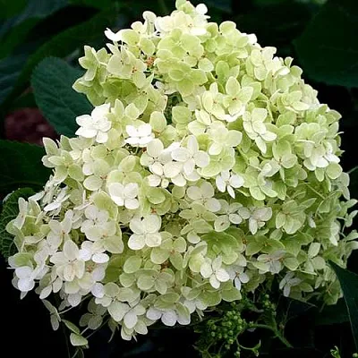 Гортензия СТЕРИЛИС древовидная  в Волгограде